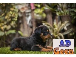 used Rottweiler for sale 